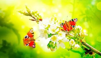 Beautiful branch of blossoming tree in spring with butterfly. photo