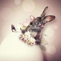 Funny Easter bunny. Happy Easter holiday concept. photo