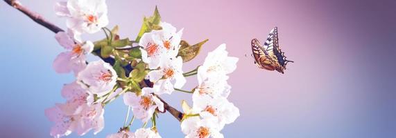 mariposa y una hermosa vista de la naturaleza de los árboles florecientes de primavera en un fondo borroso. foto