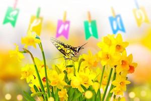 Yellow daffodils and butterflies in the garden photo