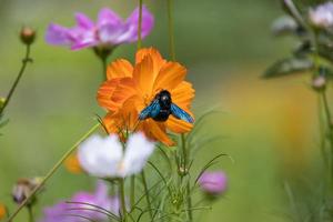 abeja carpintera alimentándose de un jardín cosmos en italia foto