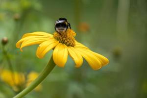 Bee feeding on a Jerusalem Artichoke flowering in a garden in Italy photo