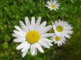 Meadow of daisy flowers or bellis perennis photo