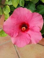 pink hibiscus aka rose mallow flower photo