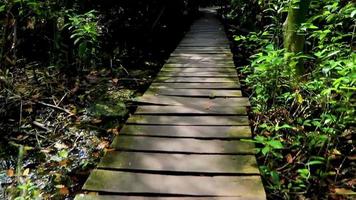 tropische jungle planten bomen houten wandelpaden sian kaan mexico. video