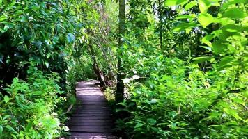 jungle tropicale plantes arbres sentiers pédestres en bois sian kaan mexico. video