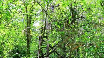 mirador de madera torre selva tropical a laguna muyil panorama mexico. video