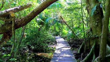 jungle tropicale plantes arbres sentiers pédestres en bois sian kaan mexico. video