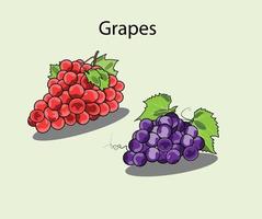 un conjunto de ilustraciones de uva se puede utilizar como uva de dibujos animados, icono o en merchandising. vector