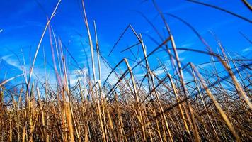 Dry golden grass with blue sky on beach photo