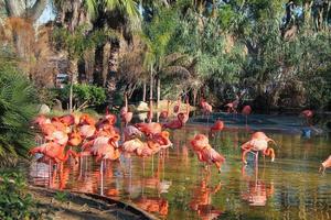 ibis escarlata alias eudocimus ruber aves animales en un estanque de agua foto