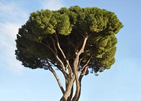 Trees branches and leaves over sky background photo