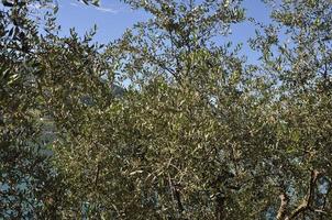 Olive tree leaves photo