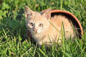 orange domestic tabby cat mammal animal photo