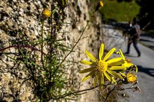 2021 10 24 Bosco do Tretto Senecio inaequidens 1 photo