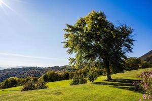 2021 10 24 Bosco do Tretto tree and meadow photo