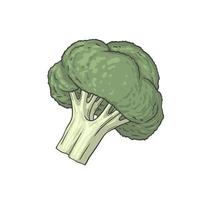 Broccoli Healthy Food Illustration Hand drawn style vector
