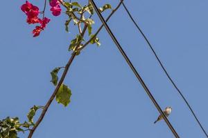 Birds and flowers, city life of Cape Town, South Africa. photo