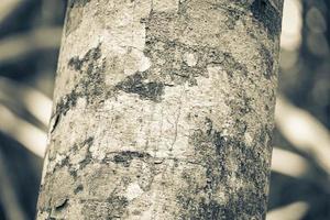 Tropical orange tree bark texture with moss and lichen Mexico. photo