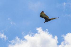 Tropical Black Turkey Vulture Cathartes aura aura blue sky Mexico. photo