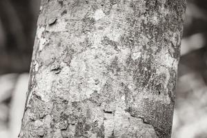 textura de corteza de árbol de naranja tropical con musgo y liquen méxico. foto