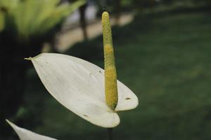 Anthurium flowers with tropical background photo