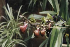 Close up of beautiful paphiopedilum orchid photo