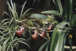 Close up of beautiful paphiopedilum orchid photo