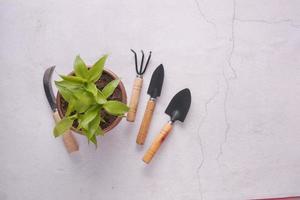 herramientas de jardinería y plantas en una mesa con espacio para copiar foto