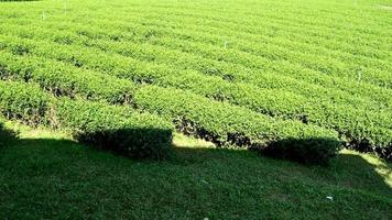 tilt beelden van landbouwveld en irrigatie van prachtige groene theeplantage en landbouwgrond voor toerisme op een heuvel in chiang rai thailand, bergen en bomenlandschap in zomerreizen. video