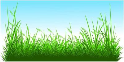 silhouette reeds grass background, green reeds vector