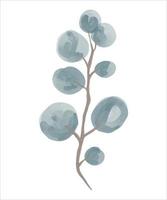 Eucalyptus branch hand drawn by watercolor. Vector illustration.