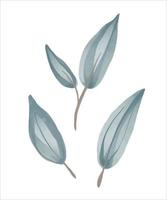 Eucalyptus leaves hand drawn by watercolor. Vector illustration.