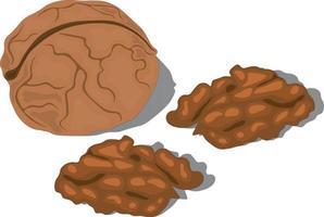 Whole walnut in shell with two half of core vector illustration