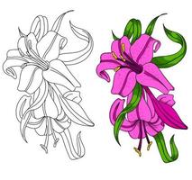 beautiful vector flower with black outline drawing.