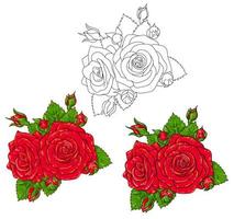 beautiful vector  red roses isolated on white background.