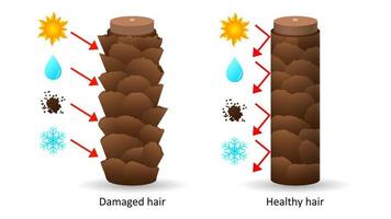 resistente al clima y cabello vulnerable bajo el microscopio. destrucción de las células ciliadas de la luz solar y las heladas con efectos negativos humedad suciedad y escamas saludables con efectos nocivos del vector de reflexión