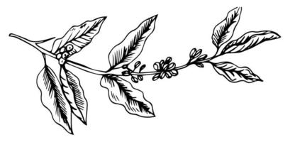 Hand drawn vintage big coffee-tree branch with coffee berries and leaves. Illustration. Decoration of a coffee house or coffee shop. Pencil drawn in vintage engraving style. On white background vector