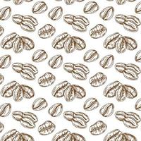 Coffee beans pattern including seamless on white background. Sketch of coffee beans. Hand drawn coffee bean vector. vector