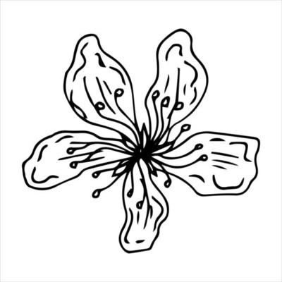 Sakura flower doodle icon. Back line isolated on white. One line contour floral drawing.Vector illustration
