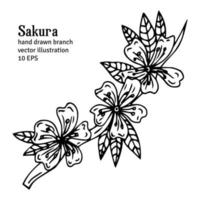 Lindo conjunto de rama de sakura aislado dibujado a mano 2. Ilustración de vector floral en contorno negro y plano blanco aislado sobre fondo blanco.