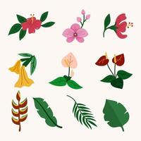 colección de ilustración de vector de flor tropical