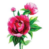 Watercolor rose flower botanical illustration, hand-drawn vector