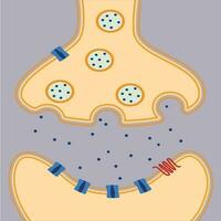 multipolar neuron diagram vector