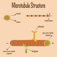 Microtubule structure and assembly diagram vector