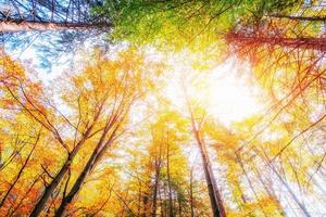 October mountain beech forest. Sunlight breaks through the autu photo