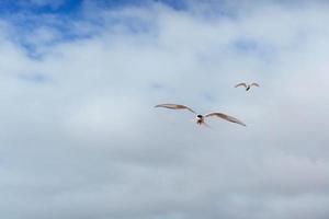 Arctic tern on white background - blue clouds. Iceland