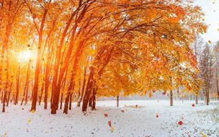 Light breaks through the autumn leaves of trees photo