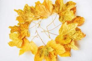 hojas de otoño amarillas sobre un fondo blanco foto