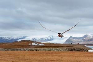 Arctic tern on white background photo